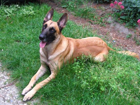 Belgian_Shepherd_Malinois_grass