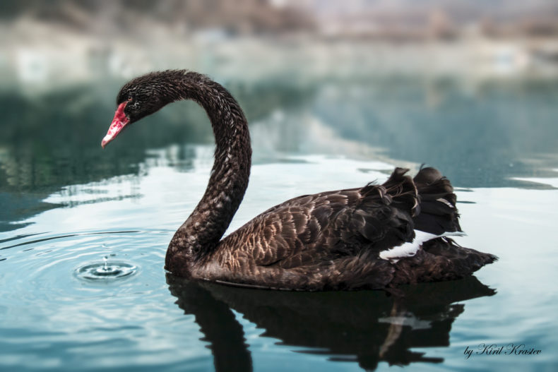 Black_Swan_bg