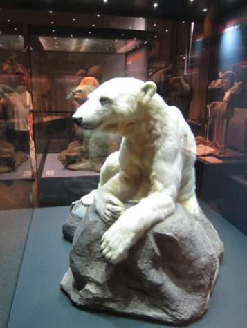 A stuffed polar bear in a museum case