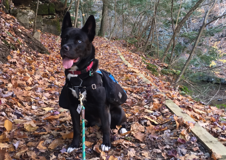 black dog wearing backpack 