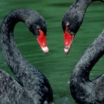 black-swan-animal-wallpaper-2