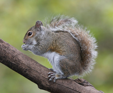 1024px-Eastern_Grey_Squirrel