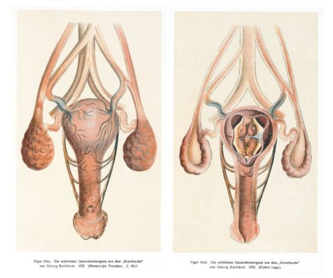 Image_of_the_vagina,_uterus_and_womb_Wellcome_L0043367