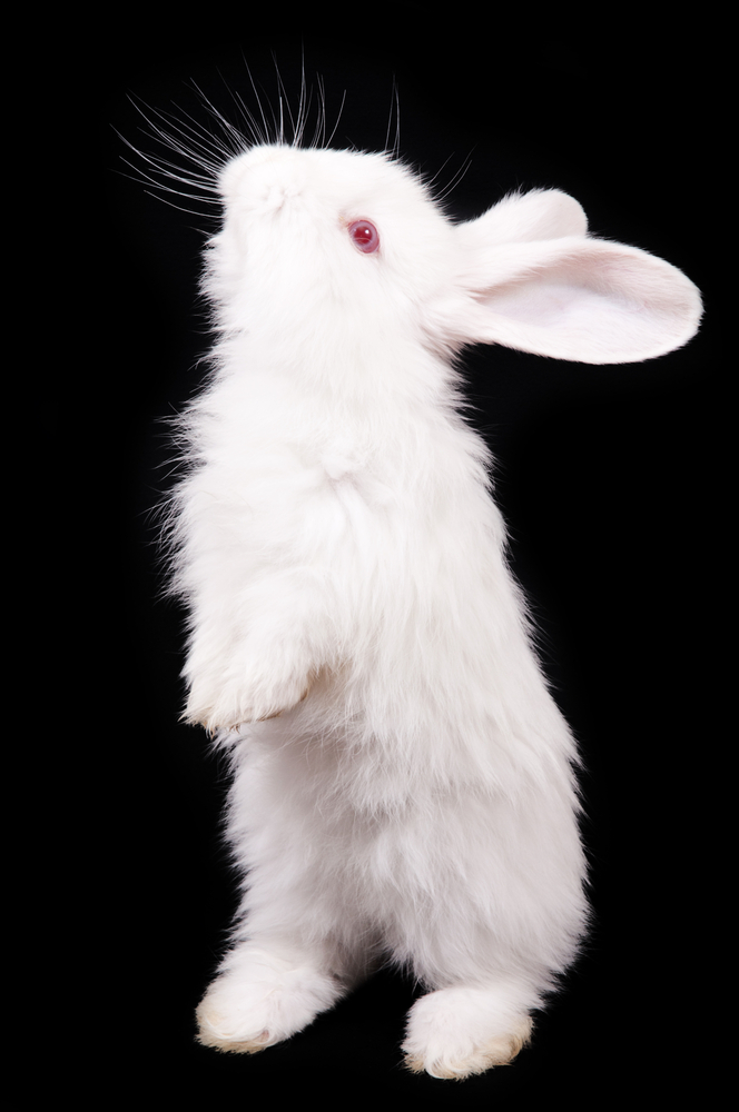 Labre Rabbit My Science Fair Project Part II: Revenge of the Lab Rabbits - The Last ...