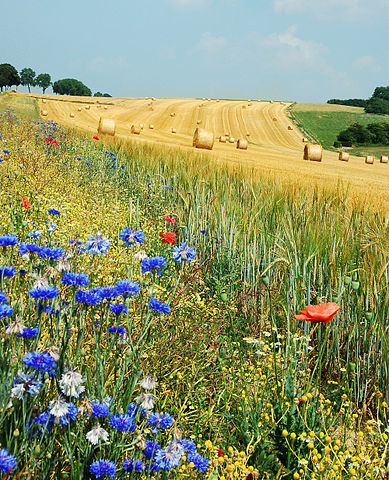 389px-Field_Hamois_Belgium_Luc_Viatour