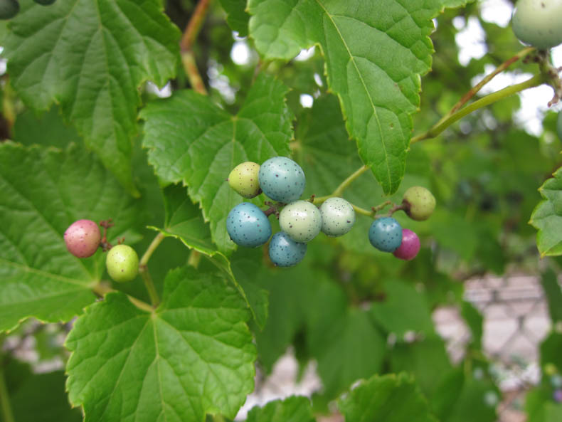 blue, green, and pink berries