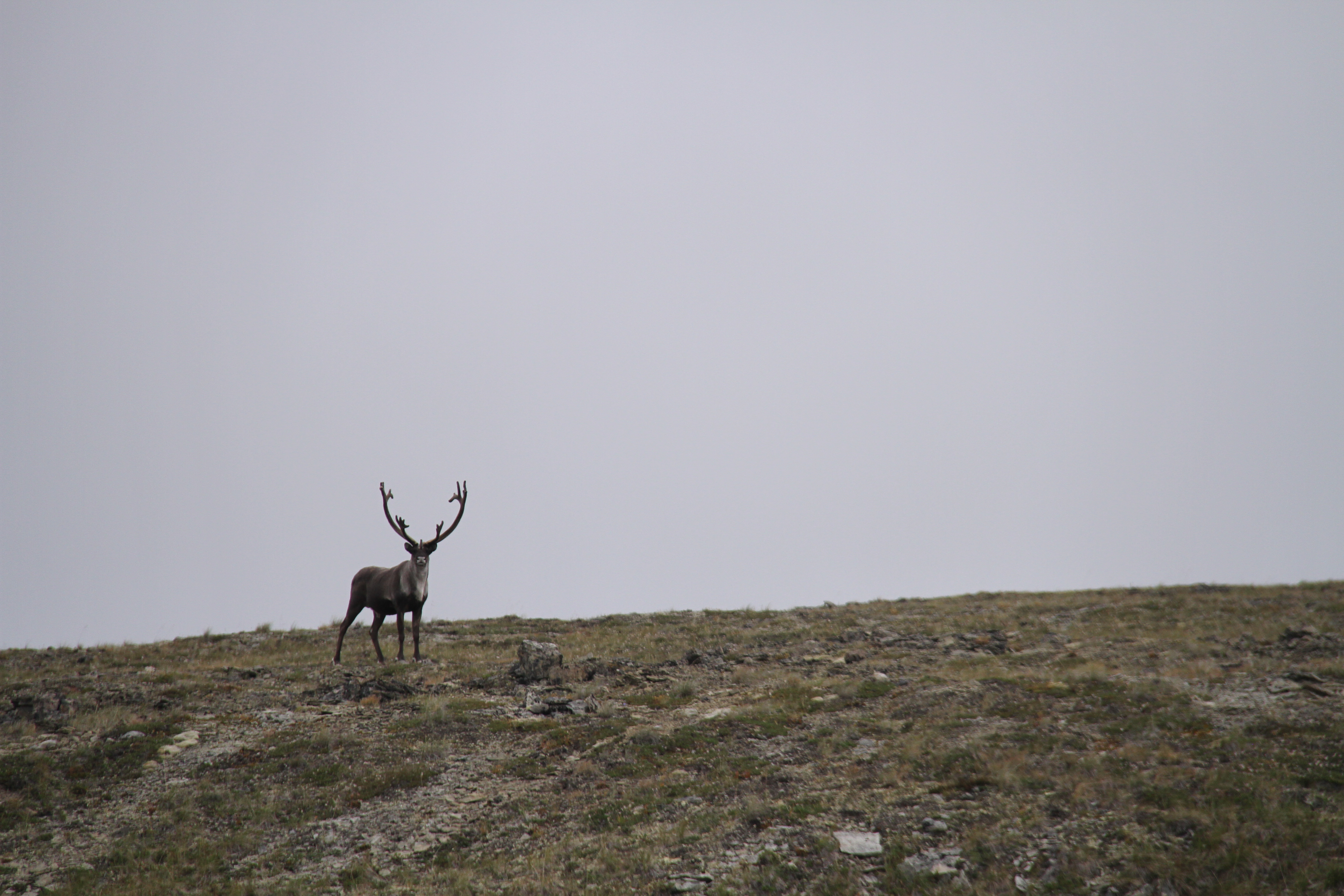 caribou