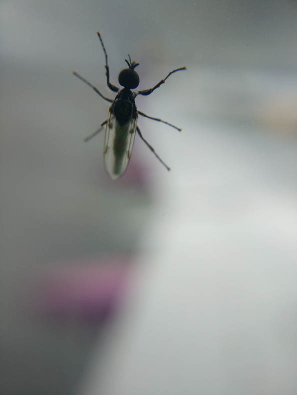 a bug on a window, with an out-of-focus airplane wing behind it