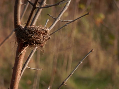 bird-nest