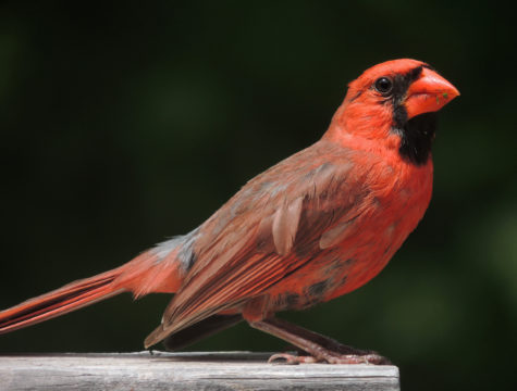 red-bird