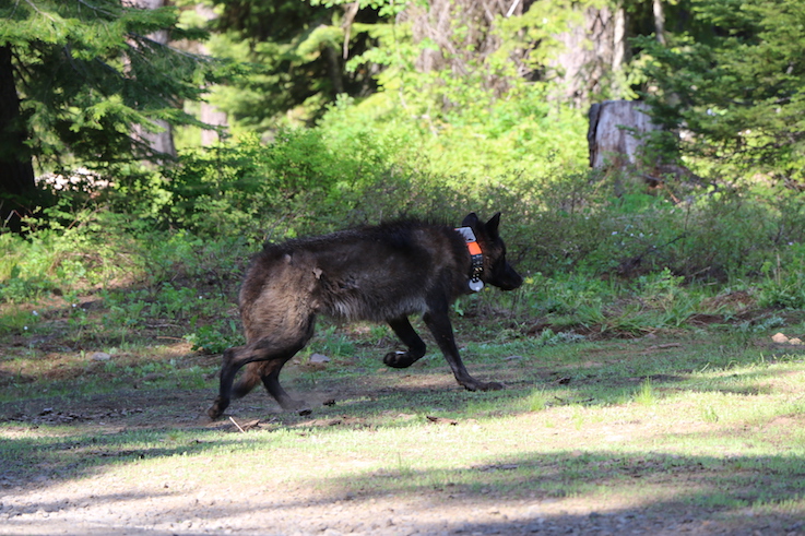 A black wolf, photographed midstride, with a prominent GPS collar