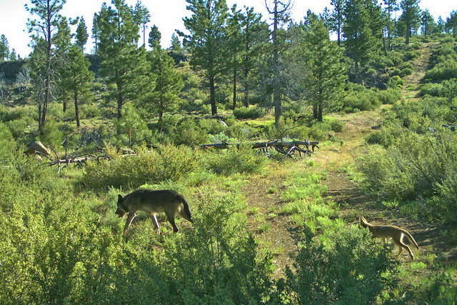 An adult grey wolf is trailed by a slender pup in a pine forest. 