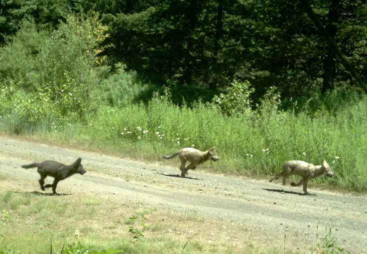 Three furry wolf pups sprint down a dirt road