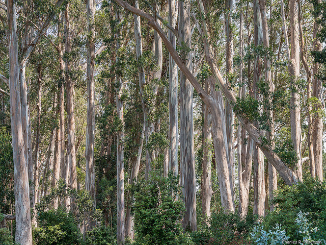 A grove of eucalyptus trees, viewed at trunk level, with whitish bark