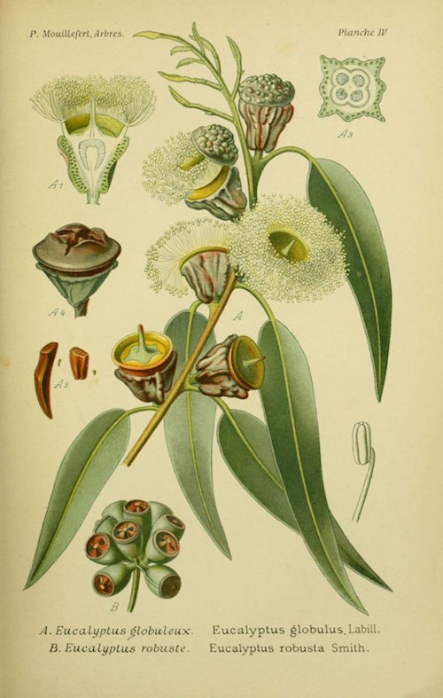 A botanical illustration showing the leaves, seeds, and flowers of the tree