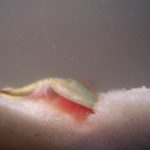 triops_chowaja%cc%a8cy_sie%cc%a8_w_piasku