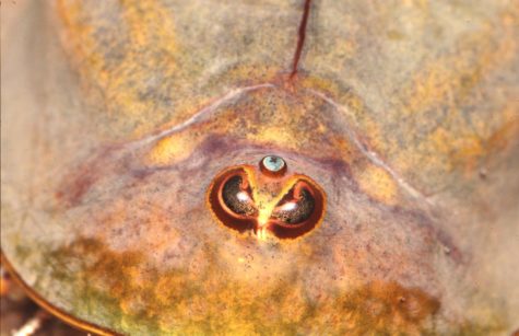 triops_closeup