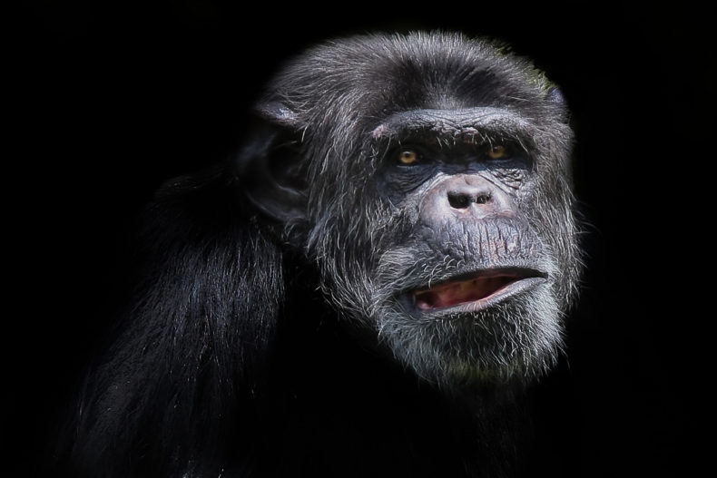 chimpanzee