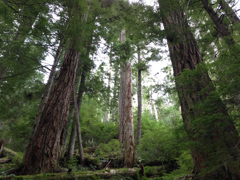 Three tall trees at the HJ Andrews experimental forest. The ground is covered by soft moss.