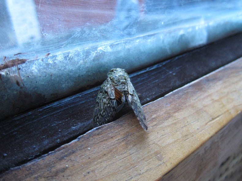 a pretty gray cicada on a wooden windowsill