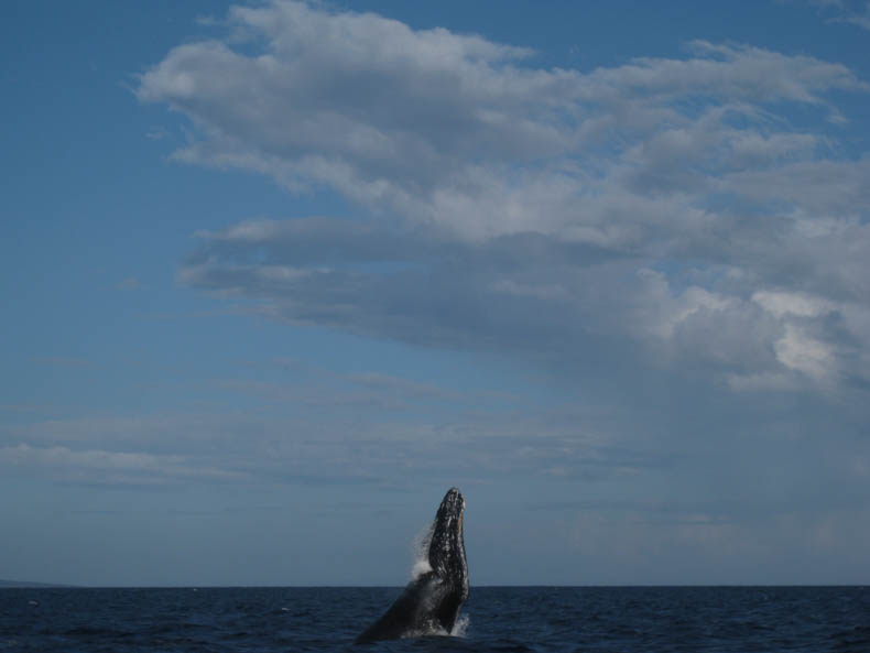 A humpback whale spy-hopping.