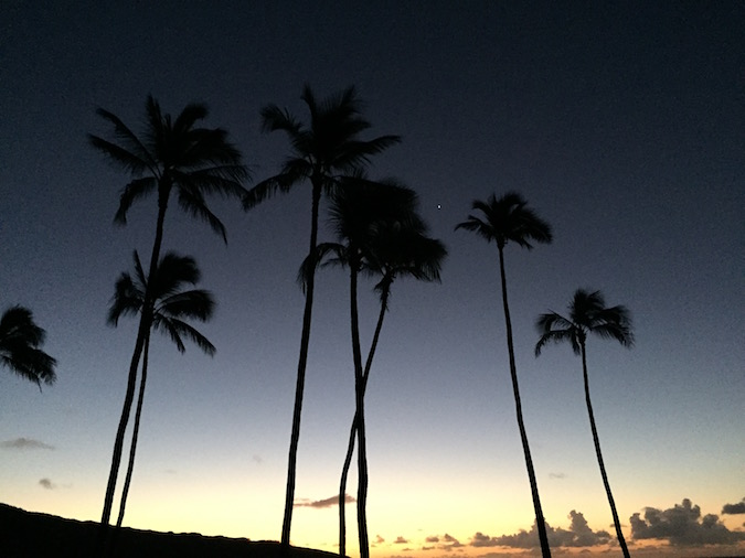 Palm trees, appearing dark against a sunrise