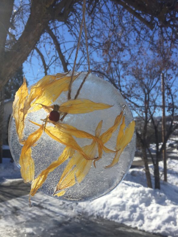 yellow sunflower petals are trapped in a disc of ice, handing by twine from a tree in the sun.