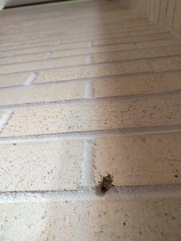 stink bug on an interior brick wall