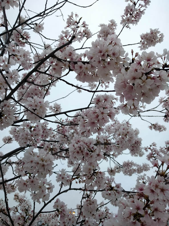 cherry blossoms, in full bloom