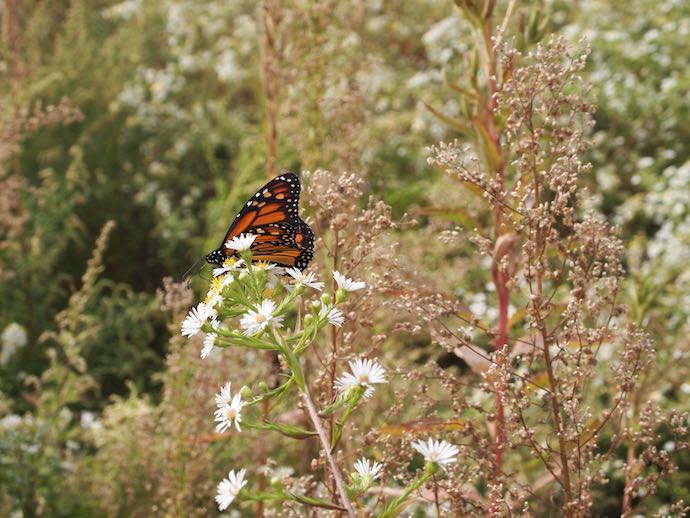 An orange butterfly perched on a white flower