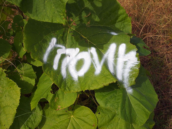 A large green leaf with white graffiti