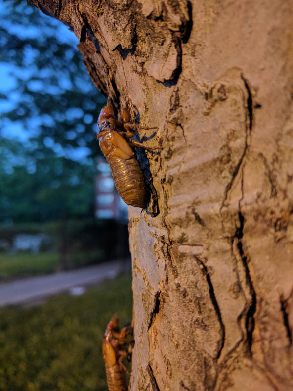 Fifth-instar cicadas drag themselves up a tree trunk.