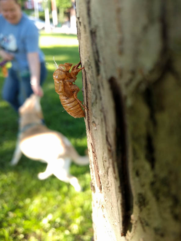 Cicada shell on tree trunk (with blurry human and dog behind)