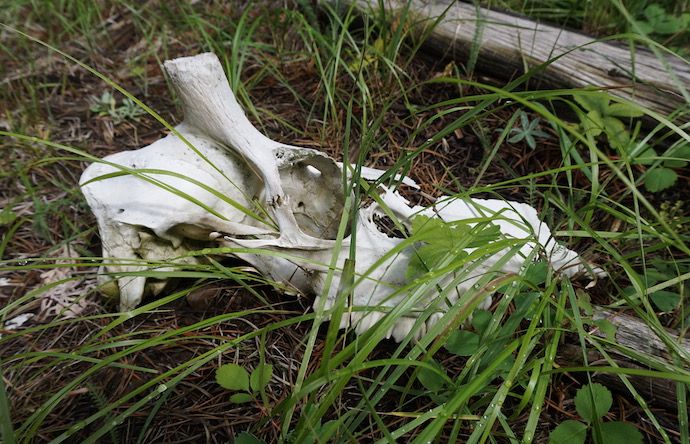 An elk skull nestled in dewy grass