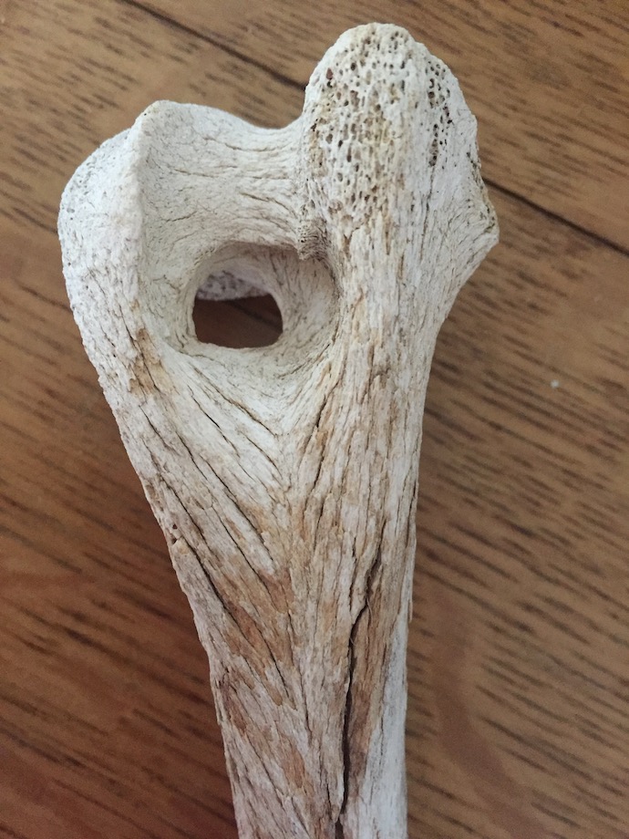 Old weathered long bone, riven with cracks