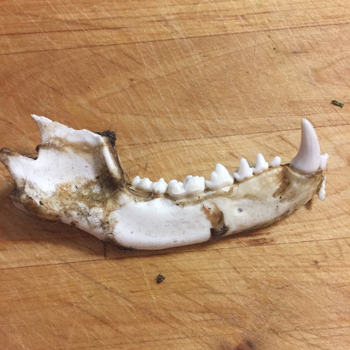 Lower jaw of a raccoon