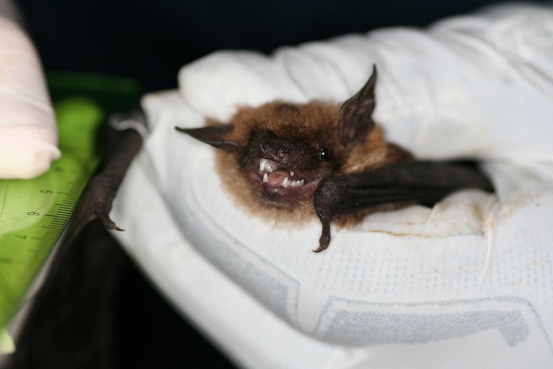 A bat in a white gloved hand