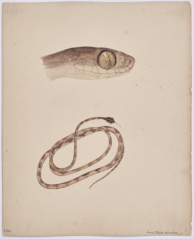 A watercolor of a snake's head and a coiled snake