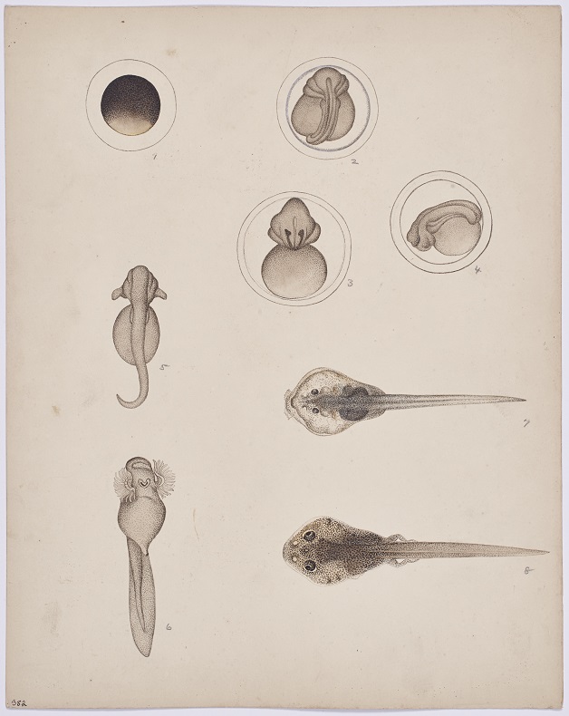 series of drawings of frog eggs at various stages of development, plus tadpoles