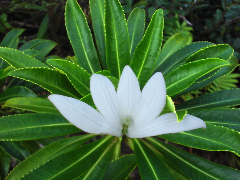 A small white flower with only half a complete corolla of petals--just five petals spanning 180 degrees.