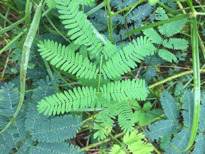 A soft green plant with many tiny leaflets. 