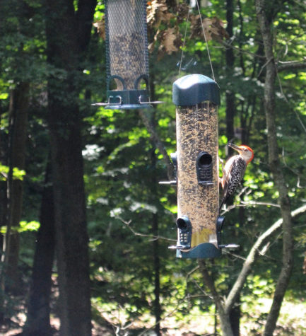 red-bellied woodpecker