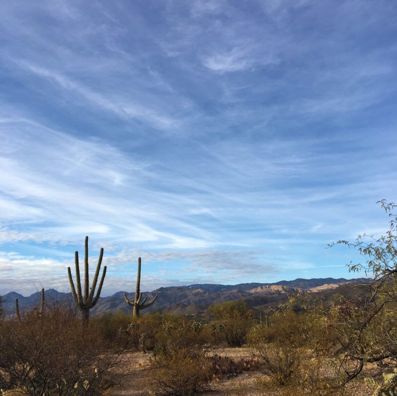 Desert-landscape-cactus 