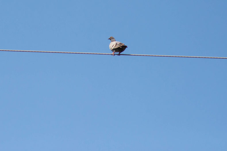 a bird on a wire