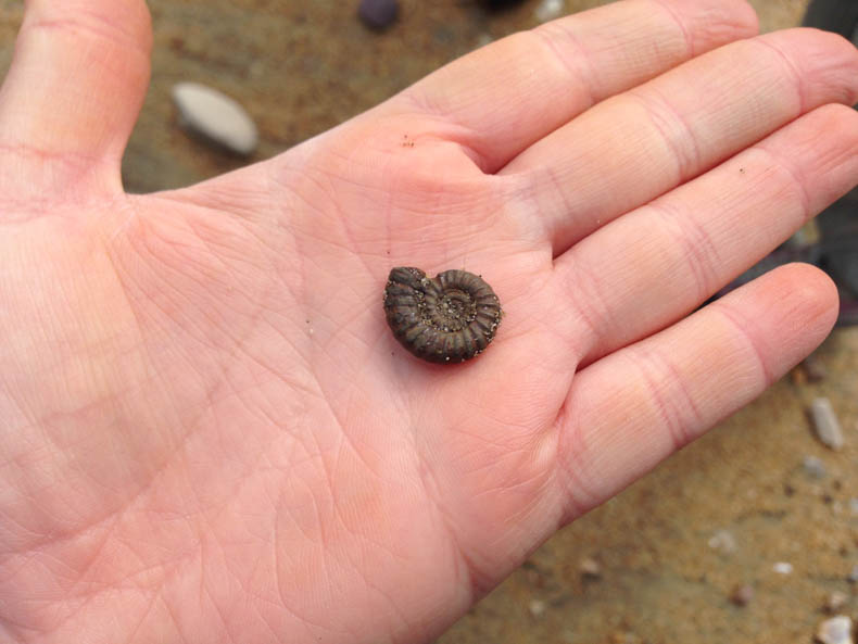 a small fossil ammonite on a hand