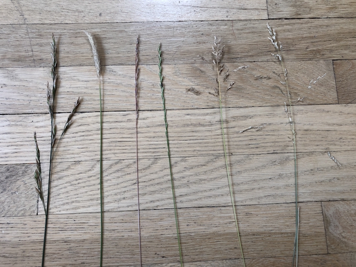 Several seedheads of grasses, all different, lined up on a background of a wooden floor.