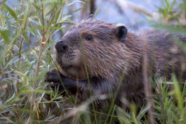 a brown beaver with some grass