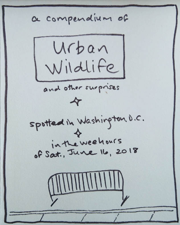 Urban Wildlife and other surprises spotted in Washington DC in the wee hours of Sat., June 16, 2018