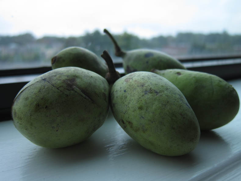 green fruits on my windowsill