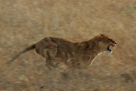 a running lion